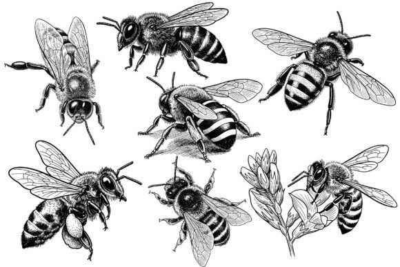 Download Vintage Honey Bee Illustration Set - Bee illustration Collection